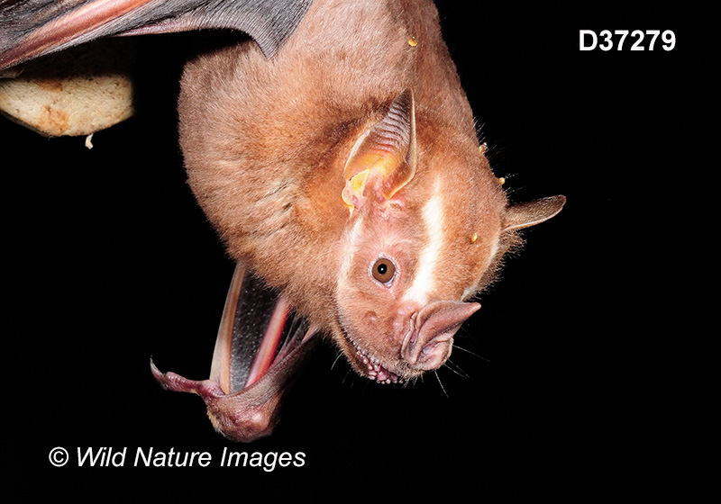 Artibeus lituratus, Great Fruit-eating Bat